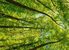 image arbres